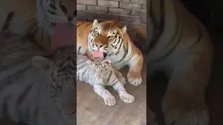 Ничего милее сегодня вы уже не увидите 🥰