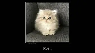 Смешные котики 21 часть