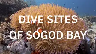 Sogod Bay Dive Sites | Southern Leyte | Philippines | 4K | Sony NX80