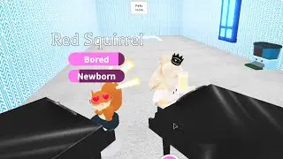 Новый питомец белка в Адопт Ми Роблокс Adopt Me Roblox