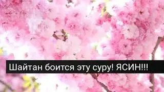 Шайтан боится эту суру!!! ЯСИН!!!