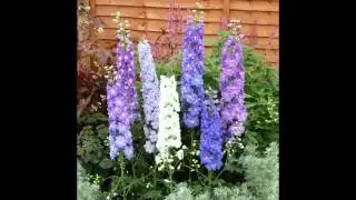 ДЕЛЬФИНИУМ  (DELPHINIUM)  сем. Лютиковые