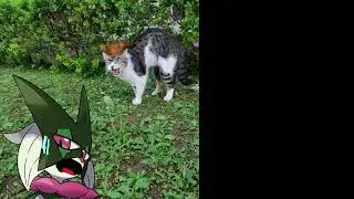 Meowscarada Becoming Scared