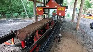 TimberKing 2020 Sawmill First Cuts (Black Walnut)