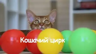 Cat circus. Cats and balls for a dry pool