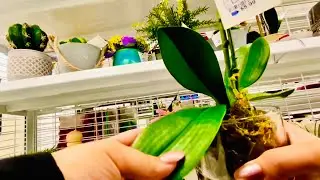 PUBLIC ASMR TAPPING IN ROSS