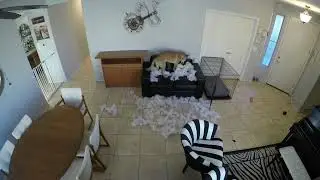 Dog vs. Couch