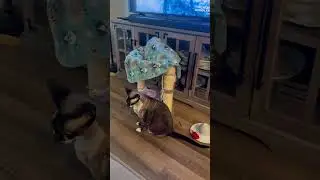 Funny cats 