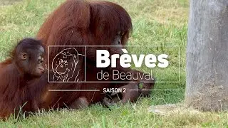 Brèves de Beauval : l’émission 100% immersion ! - Saison 2 Ep 10
