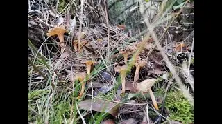 gula de monte,lutescens