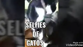 Selfie de gatos