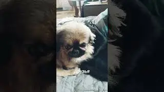 Кукинские каникулы