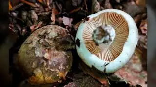 Teavelkolik Mantar Fungus 4