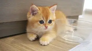 Kitten Sunny is having a fun time with her brothers