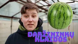 ARBŪZŲ AUGINIMAS - DAŽNIAUSIOS KLAIDOS
