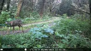 Some deer here.
