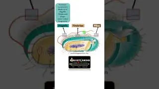 Flagella, Fimbriae and Pilus|| Cell Surface Appendages in Bacteria