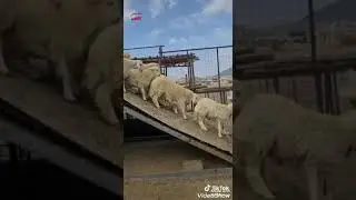 مندي