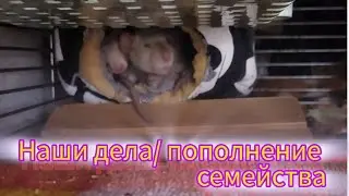 Наши дела/пополнение #моилюбимки #листиккексикмишутка #громпиратириска#крыса #rats #твимз #животные