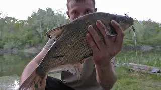 Catfish on a LARGE live bait? Spring catfish fishing from the shore