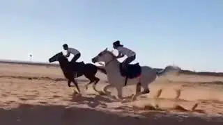 145  Beautiful horse   Smart horse