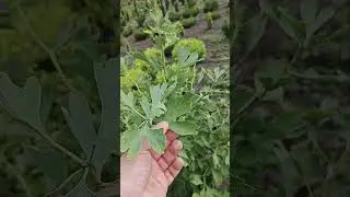 Гинкго билоба (Ginkgo biloba)