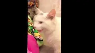 Кот собака