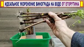 🍇 Идеальный СПОСОБ УКОРЕНЕНИЯ ЧЕРЕНКОВ ВИНОГРАДА на воде. Умный укоренитель Егорутина! Результаты!