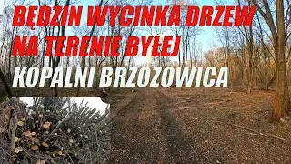 Będzin Wycinka Drzew Na Terenie Byłej Kopalni Brzozowica