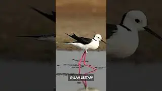 SALAM LESTARI