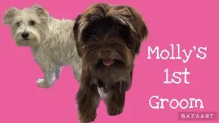 First Grooming For Puppy: Miniature Schnauzer??