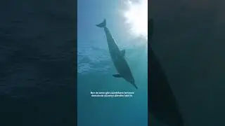 Dünya Çevre Günü Kutlu Olsun #shorts #dünyaçevregünü