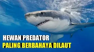 Mengungkap 20 Fakta Unik Tentang Hiu Putih, Predator Puncak di Lautan