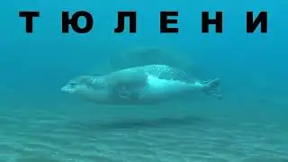 ТЮЛЕНИ - Неуклюжие на суше, но проворные в воде