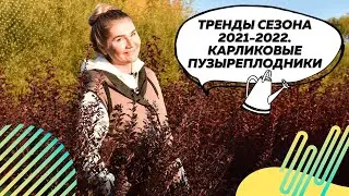 Пузыреплодники | Невысокие пузыреплодники | Пузыреплодник Калинолистный | Фитопластика |
