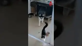 Cat and Dog Funny Fight 🤣🤣🤣 | #viral #trending #funnydogs #funnyshorts | Rare Animal Moments