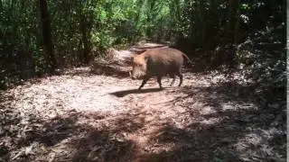 Wild boar CG VFX