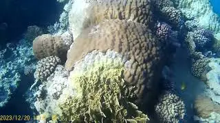 Хургада 15.12.2023 под водой и над водой (1)
