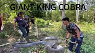 GIANT KING COBRA NANUNUGOD