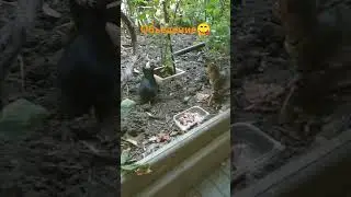 Котики мило кушают мясо #дети #кот #котики #милота #меме #cat #funny