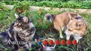 КОТ И СОБАКА# ЗАБИЯКИ# МИКС# ПРИЯТНОГО ПРОСМОТРА
