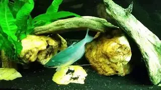 Possible Injury Or Illness On My Moonlight Gourami