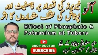 Effect of P & K at Tuber Size & numbers