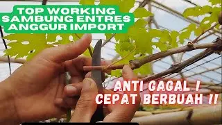 How to graft grapes without failure, fast fruiting.