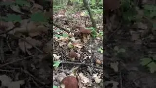 Белые грибы