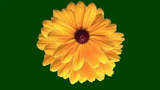 Green screen sunflower animation video