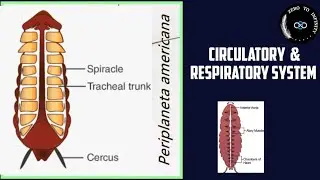 Cockroach Circulatory & RespiratorySystem |Class 11th|NCERT|NEET