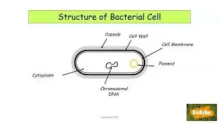 L.C. Biology Bacteria Structure