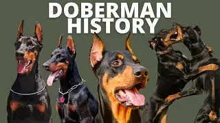 FASCINATING HISTORY OF THE DOBERMAN