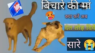 🙏😭 किसी ने इसके सारे दंत तोड़ दिये😭 खाना कैसे खाएगा अब ये😭🙏 |कैसे कैसे लोग हैं दुनिया में